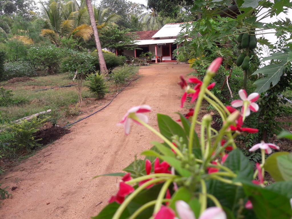 Sigiri Picaso Home Stay Sigiriya Værelse billede