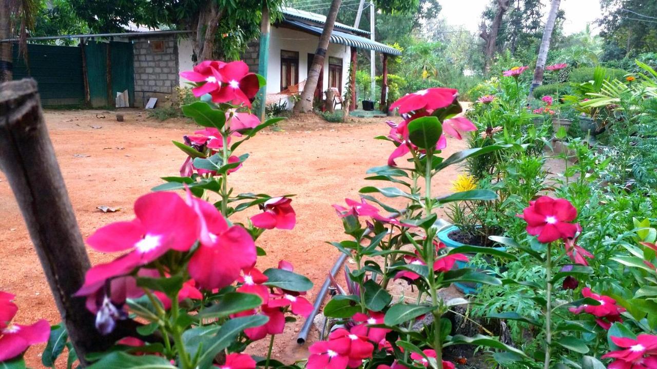 Sigiri Picaso Home Stay Sigiriya Eksteriør billede
