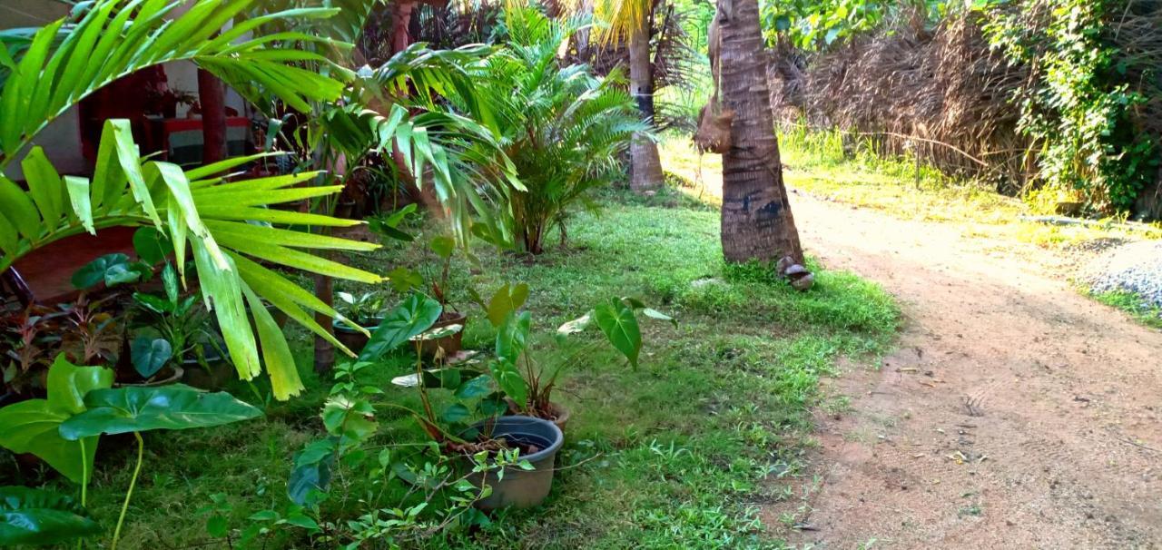 Sigiri Picaso Home Stay Sigiriya Eksteriør billede